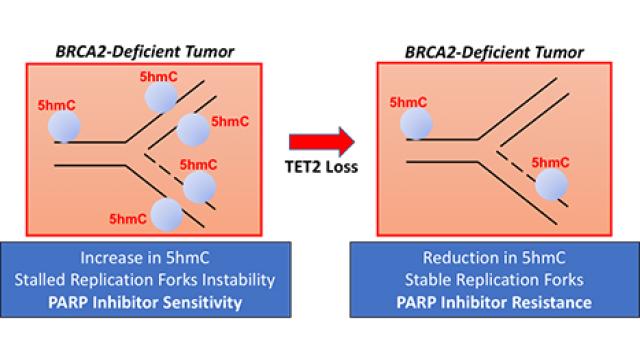 PARP inhibitor